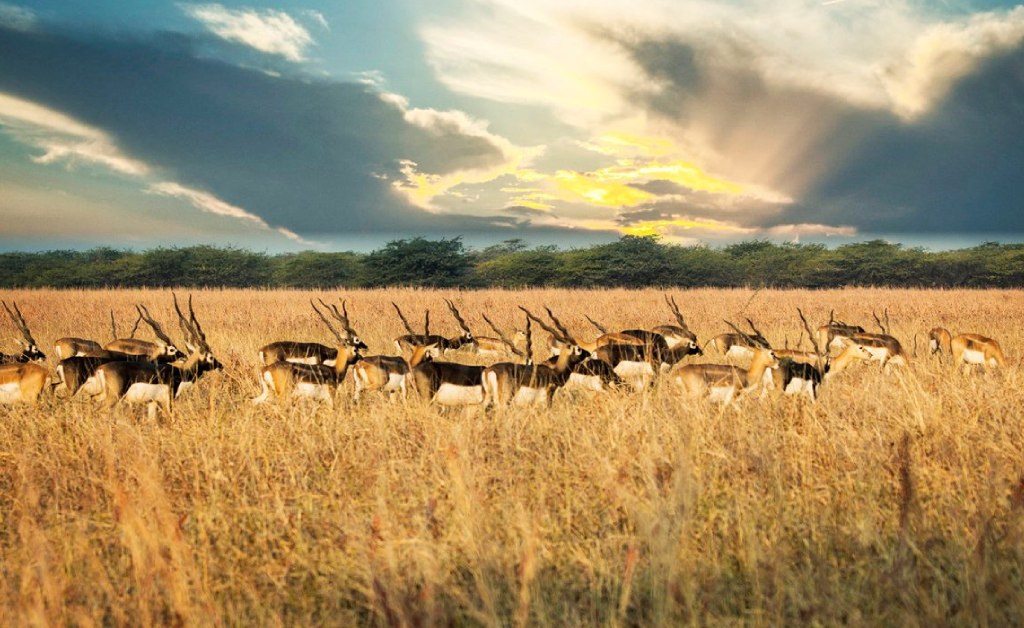 Blackbuck Trails